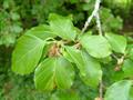 Beech 